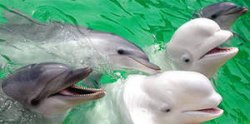 В Ярославле захватили дельфинарий и пытались выкрасть дельфинов