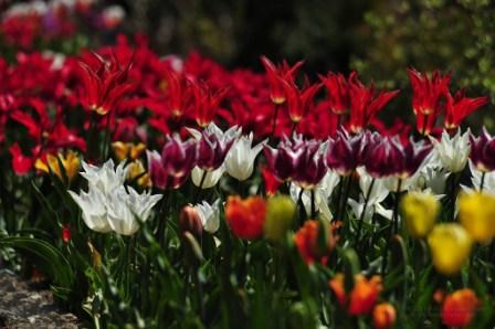 Завтра в Никитском ботсаду откроется выставка тюльпанов