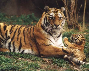 Олег Зубков: тиграм нужен парк. Как у львов