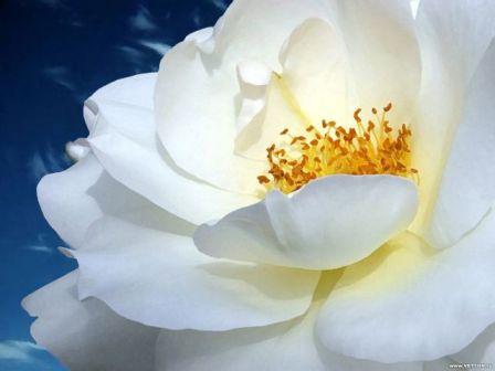 Праздник «Белого цветка» пройдет в Ливадии 4 мая