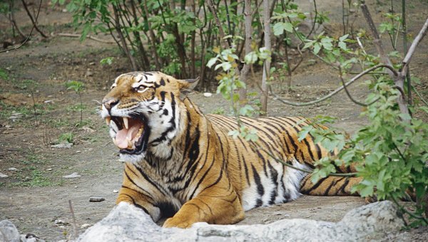 Тигрята освоились в дикой природе. Охотятся и обживают новую территорию
