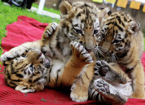 10 амурских тигрят родились в сафари-парке 
