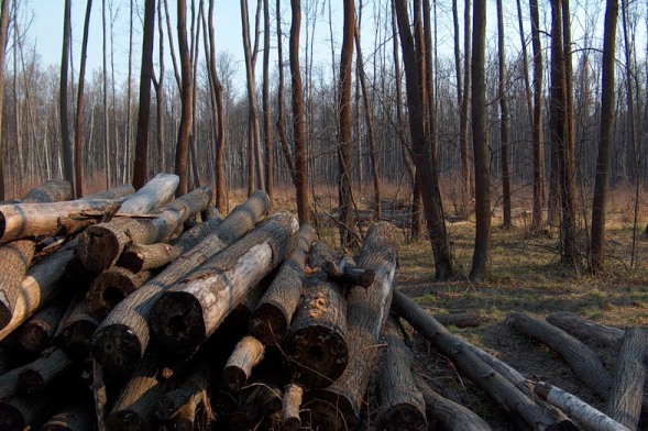 Вырубка леса и продажа древесины в Крыму запрещена