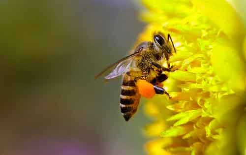 Важно!!! Крымские пчеловоды нуждаются в семенах