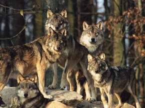 Крымский природный заповедник просит разрешить отстреливать волков