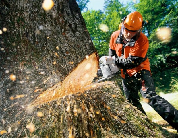 Ялтинские депутаты требуют ужесточить наказание за вырубку деревьев