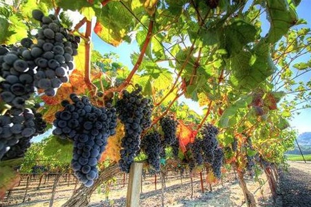 В Крыму планируют высадить 600 га виноградников