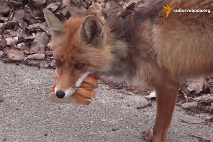 Чернобыльский лис научился 