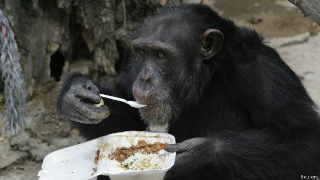 Ученые нашли у шимпанзе предрасположенность к приготовлению пищи