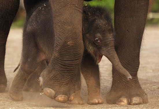Стадо слонов спасло маленького слоненка (ВИДЕО)