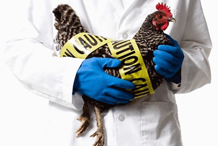 В Крыму опасаются эпидемии птичьего гриппа