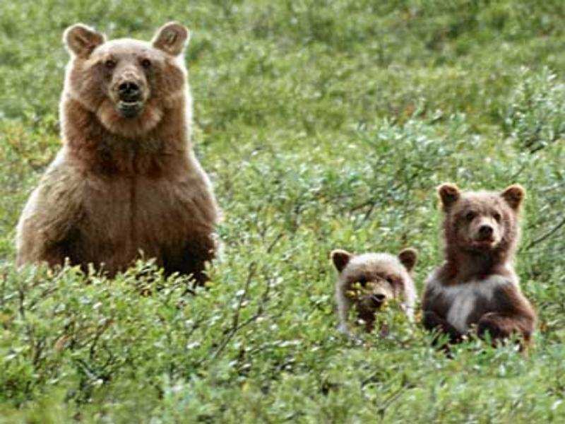 В Крыму может появиться парк медведей
