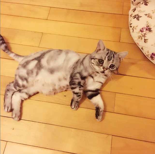 Восходящая звезда Instagram - кошка-пессимист (ФОТО)