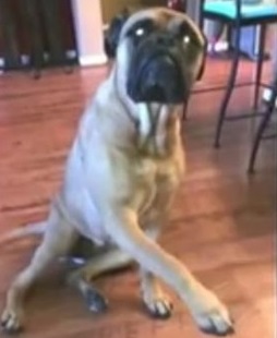 Новый хит YouTube: собака наябедничала на товарища (ВИДЕО)