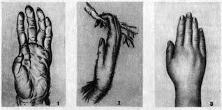 Ученые назвали человеческие руки примитивными