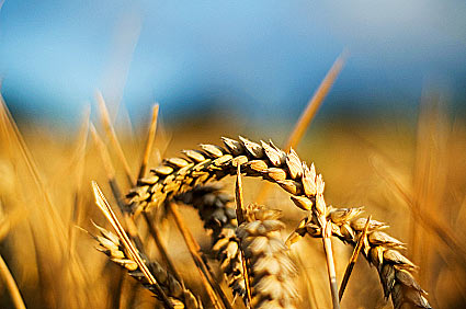 В крымской Поповке вместо фестивалей советуют развивать сельское хозяйство