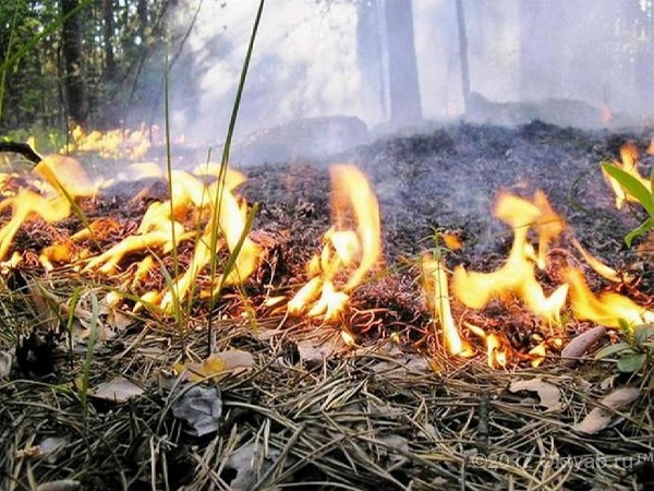 Режим чрезвычайной пожароопасности в Крыму продлен