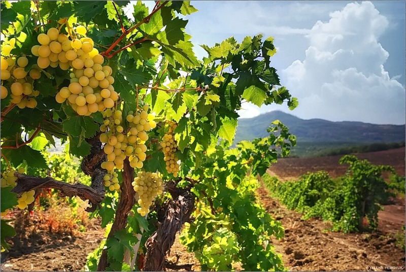 В Крыму за 10 лет планируют втрое увеличить площадь виноградников