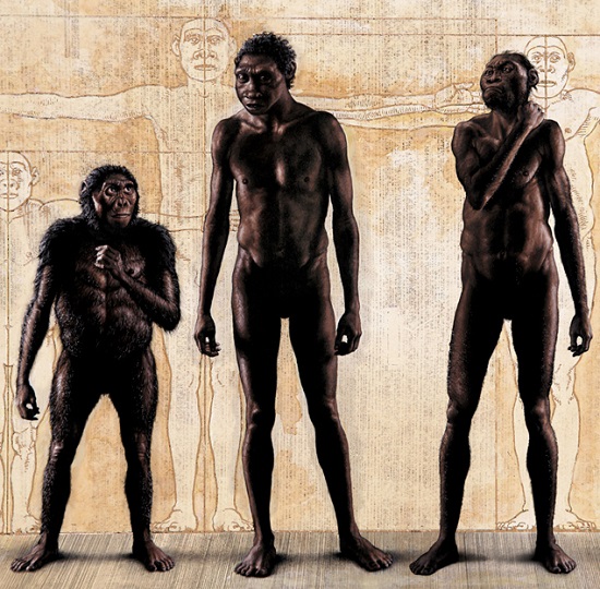 Найден еще один предок человека - Homo naledi (ФОТО)
