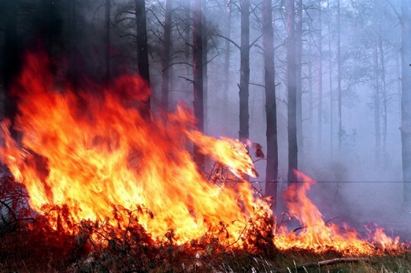 Режим чрезвычайной пожароопасности в Крыму продлен на две недели