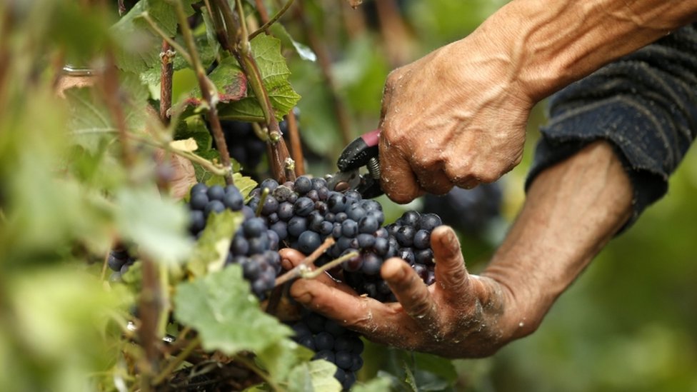 В Алуште туристы посоревновались в уборке винограда