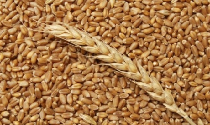 Крымское зерно отправят на экспорт