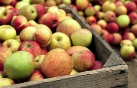 Российские производители вдвое увеличили стоимость промышленных сортов яблок