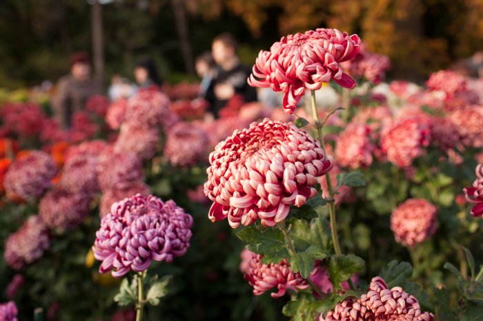 На балу хризантем Никитского ботанического сада продемонстрируют 30 тысяч цветов 200 сортов