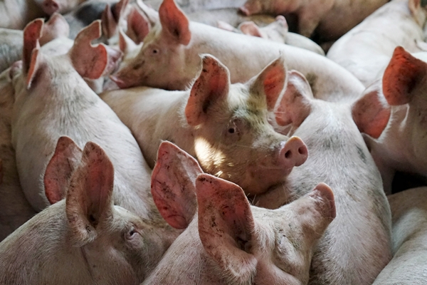 В связи с эпидемией АЧС в Крыму начнут уничтожать поголовье свиней