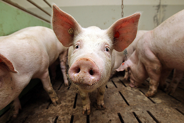Белоруссия запретила ввоз свинины из Крыма из-за вспышки АЧС