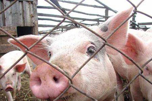 Из-за эпидемии АЧС в Крыму стали выкупать свиней