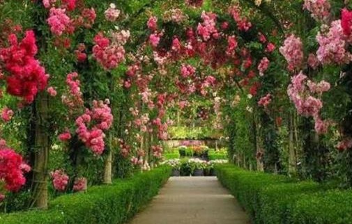 Уникальный сад ароматов появится в Крыму