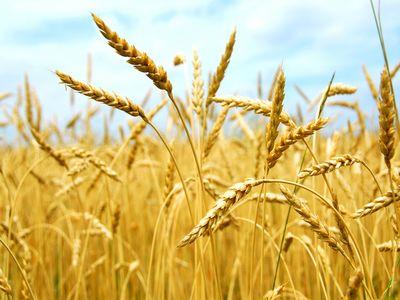 Из-за нехватки складов крымские аграрии теряют до 30% урожая