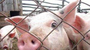 В течение полугода из Крыма нельзя будет вывозить свинину