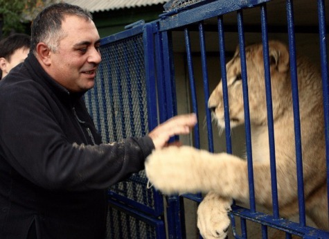 Спасенная зоозащитниками львица Лола отправится в сафари-парк 